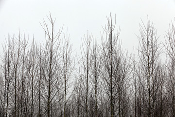 Trees in winter