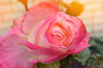 beautiful pink rose in the garden, nature wallpaper. flower