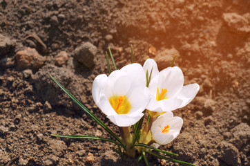 white crocuses, concept of spring, beautiful flower, natural wallpaper, close-up