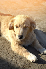 portrait of a white dog looking at the camera. puppy, pet