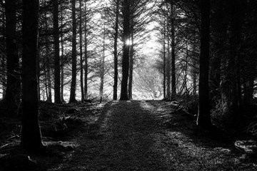 Fototapeta premium Black and White photo of Evening Sunlight through Forest Trees 