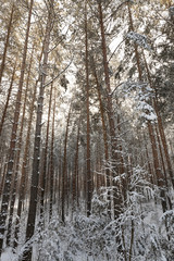 Fototapeta premium Winter forest,