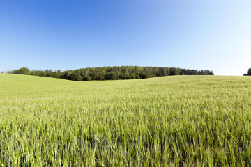 wheat green field