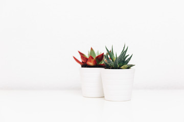 Succulents plant. Creative minimal botanical background. Copy Space