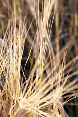 Fototapeta premium agricultural field