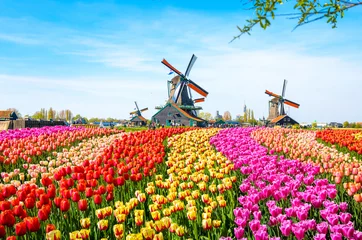 Fototapeten Landschaft mit Tulpen, traditionellen holländischen Windmühlen und Häusern in der Nähe des Kanals in Zaanse Schans, Niederlande, Europa © Olena Zn