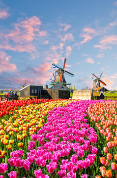 Landscape with tulips, traditional dutch windmills and houses near the canal in Zaanse Schans, Netherlands, Europe
