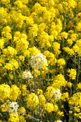 Rape blossoms