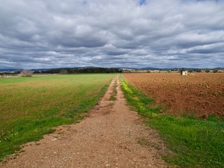 Feldweg mit gelben Blumen