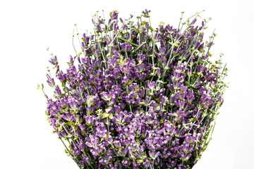 bouquet of dried lavender isolated on white background