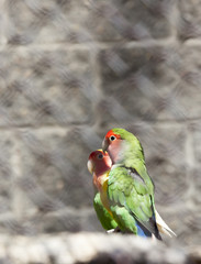 Naklejka premium green parrots