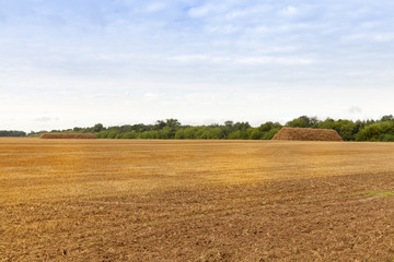 agricultural field
