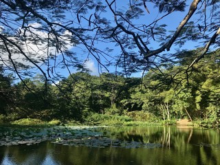 Fototapeta na wymiar Beautiful untouched nature (wetlands) with trees, a lake with waterfowl, water lily petals and reflections in Pointe-à-Pierre on the Caribbean island of Trinidad