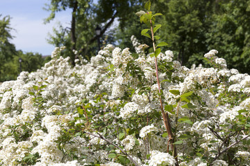 white bush flowers
