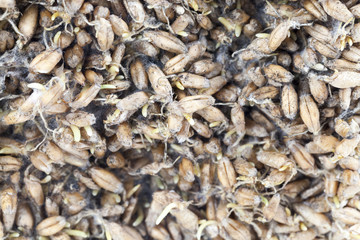 germinated wheat