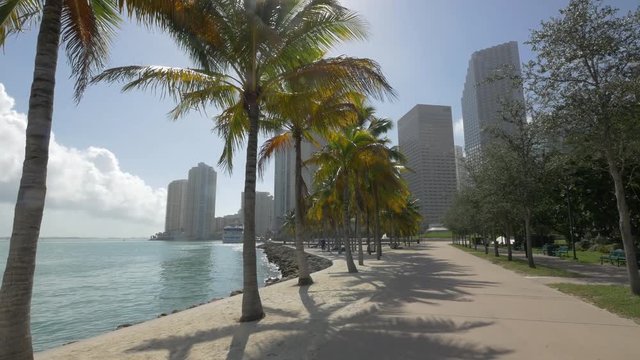 Palm trees on the waterfront in Miami