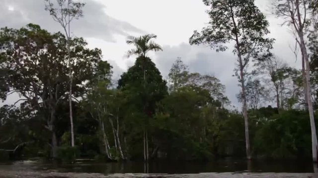 Navigating along the amazonic river, Amazonas, Brazil. 60 FTP