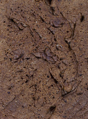 rye bread