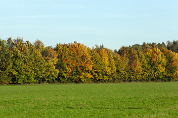 Fototapeta premium forest maples