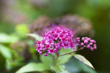 Obraz premium purple flowers