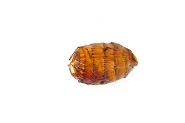 Taro on a white background