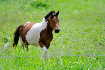 Naklejka na ściany i meble A white brown horse running in the green lawn in sunny day
