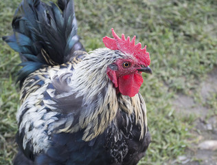 English cock 