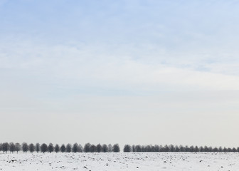 bare deciduous trees