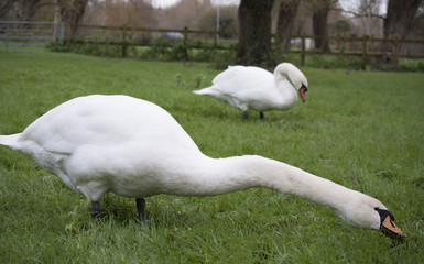 long neck swans