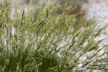Green plant in white stones 