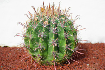 Detail of a beautiful cactus