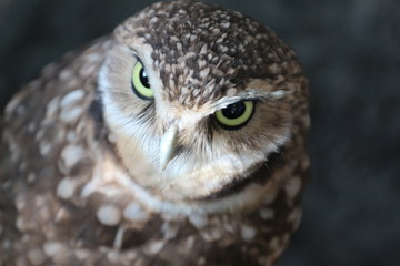 Portrait of a Burrowing Owl / Florida Bird and wildlife 