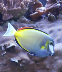 Tang / Surgeon fish / Ocean Wildlife  