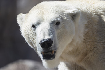 close up of a big polar bear looking for food