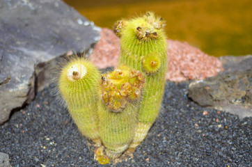 Detail of a beautiful cactus