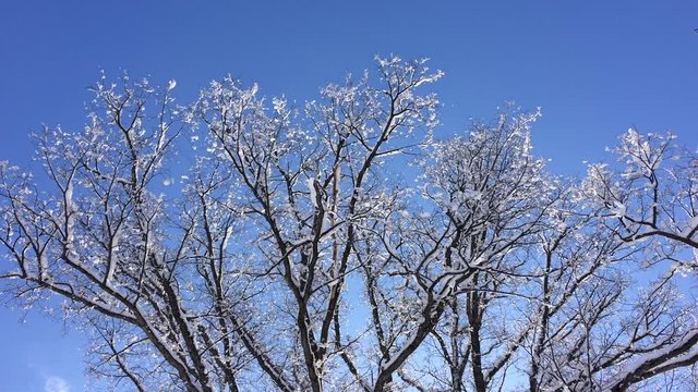 冬　雪　大木　青空