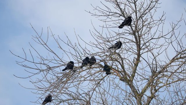 Birds black Crow on the branches of an old tree. Silhouettes on white background outdoors