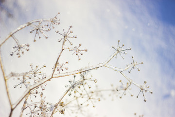 abstract ice-covered plants