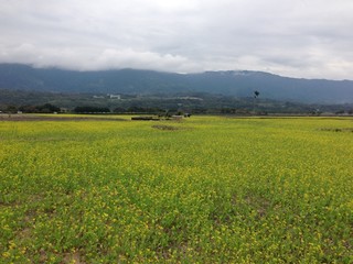 Taiwan field