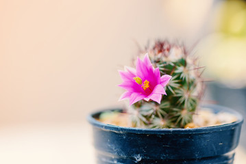 Pink cactus flower blooming in the morning, decorative plant