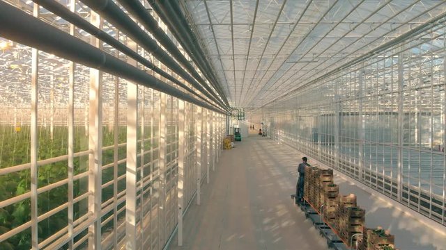 Transporting fresh organic farm produce harvested in hydroponics farm greenhouse. 4K UHD