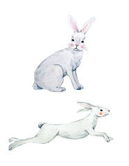 Watercolor rabbit set