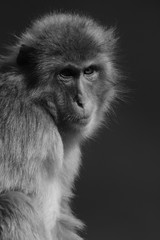 Fototapeta premium Japanese Monkey