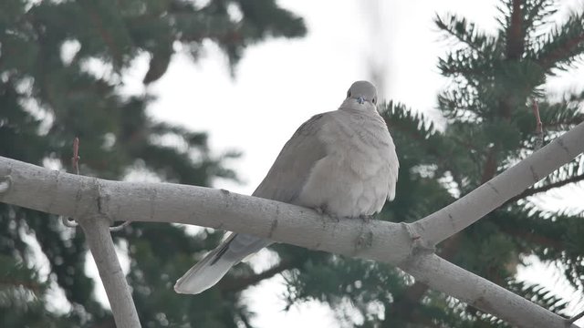 Eurasian collared dove Streptopelia decaocto the bird is sitting on a outdoors branch