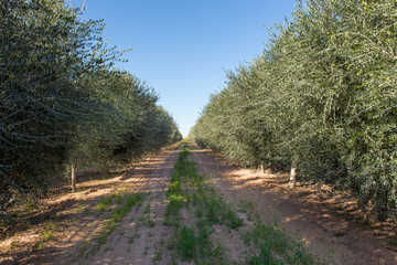 Fototapeta na wymiar Young Olive Tree Plantation