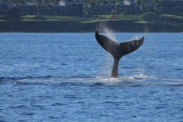 Fototapeta premium Humpback Whale Diving