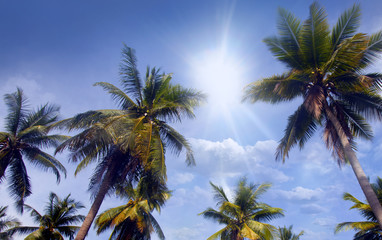 Fototapeta na wymiar Bright sun and palms
