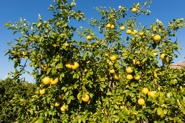 Grapefruit Tree