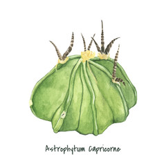 Naklejka premium Hand drawn of astrophytum capricorne