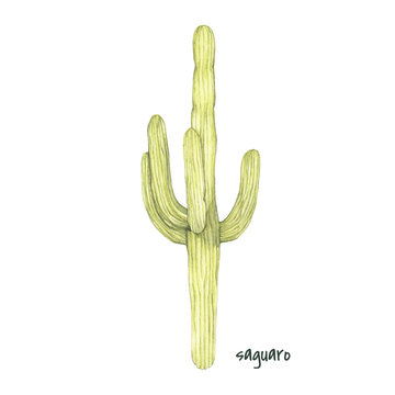 Hand drawn of a cactus plant
